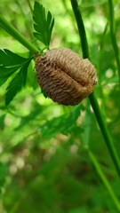 Mantis religiosa religiosa