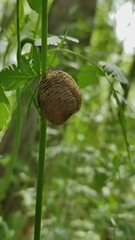 Mantis religiosa religiosa