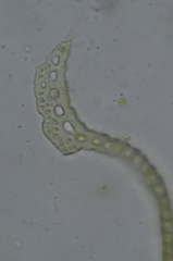 Racomitrium pacificum