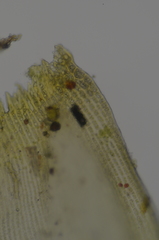 Racomitrium pacificum