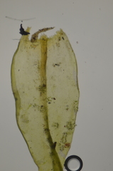 Racomitrium pacificum