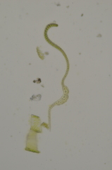 Racomitrium pacificum