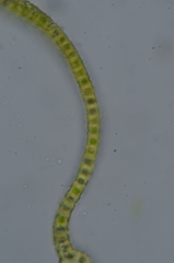 Racomitrium pacificum