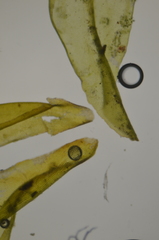 Racomitrium pacificum
