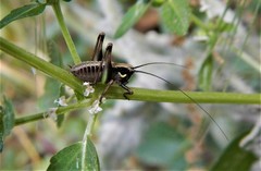 Pholidoptera griseoaptera