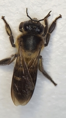 Apis dorsata breviligula