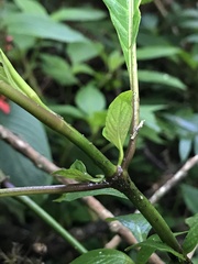 Stenostephanus