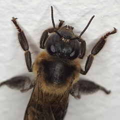 Apis dorsata breviligula
