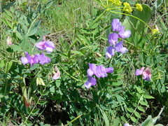 Lathyrus pauciflorus