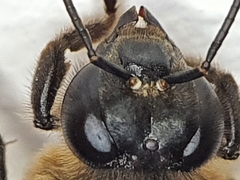 Apis dorsata breviligula