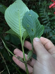 Stenostephanus