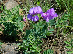 Lathyrus pauciflorus