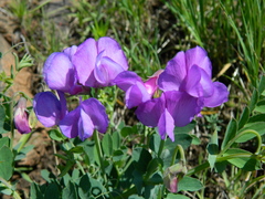 Lathyrus pauciflorus
