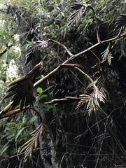 Tillandsia denudata