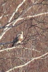 Buteo lagopus