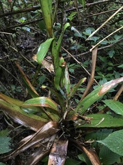 Tillandsia denudata