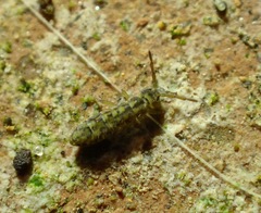 Isotomurus palustris