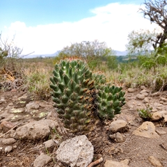 Coryphantha octacantha