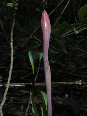 Stenorrhynchos albidomaculatum