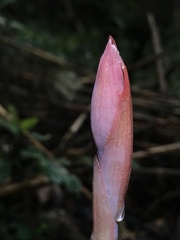 Stenorrhynchos albidomaculatum