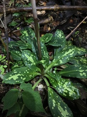 Stenorrhynchos albidomaculatum
