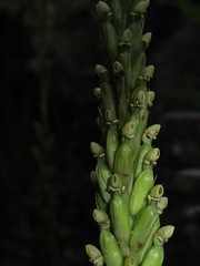 Prescottia stachyodes