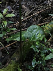 Prescottia stachyodes