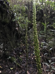 Prescottia stachyodes