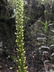 Prescottia stachyodes