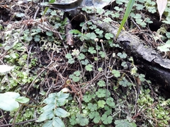 Hydrocotyle elongata