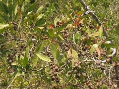 Conocarpus