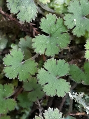 Hydrocotyle elongata