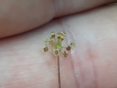 Hydrocotyle elongata