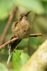 Phaethornis squalidus