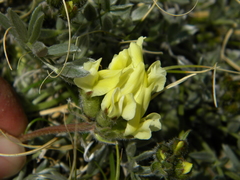 Oxytropis campestris