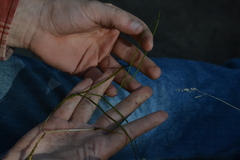 Potamogeton berchtoldii