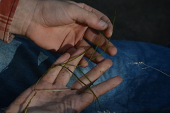 Potamogeton berchtoldii