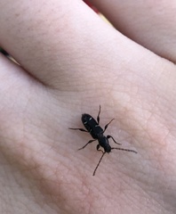 Phymatodes nitidus