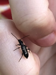 Phymatodes nitidus