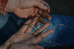 Potamogeton berchtoldii