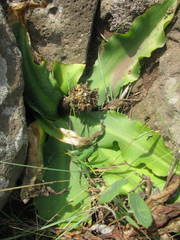 Eucomis humilis