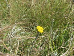 Helichrysum glomeratum