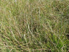 Helichrysum glomeratum