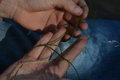 Potamogeton berchtoldii