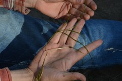 Potamogeton berchtoldii