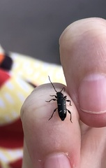 Phymatodes nitidus