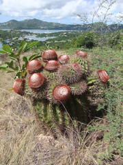 Melocactus intortus