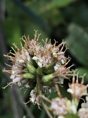 Oligactis sessiliflora