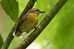 Conopophaga melanops