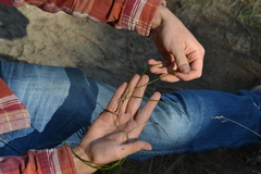 Potamogeton berchtoldii